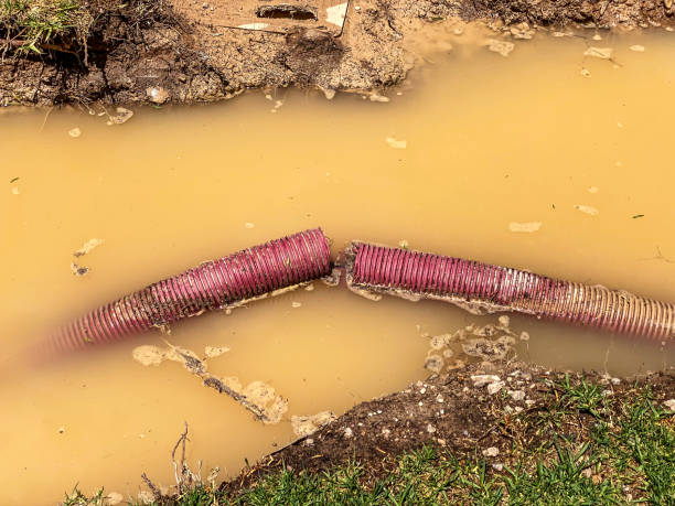 Best Flood damage cleanup  in Clio, AL